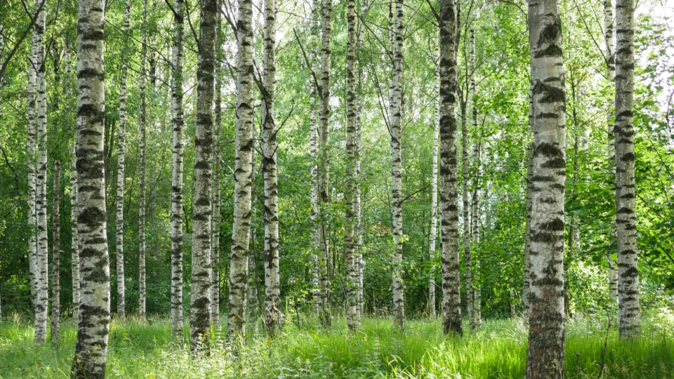Motiv zidne tapete Staza kroz brestovu šumu
