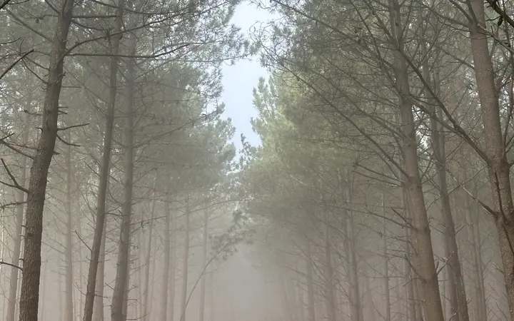Šuma bresta u hladnoj jesenskoj magli s granama u prvom planu.
