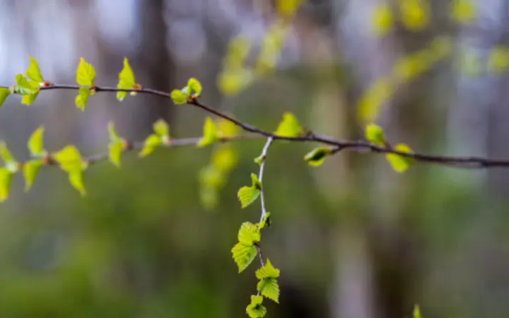 Grana bresta u pozadini s efektom zamućenja i bokeh svjetlosti u prirodi.