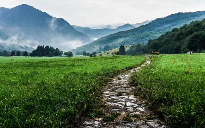 Zelena trava i šumski krajolik obavijeni laganom maglom stvaraju mirnu i svježu atmosferu.