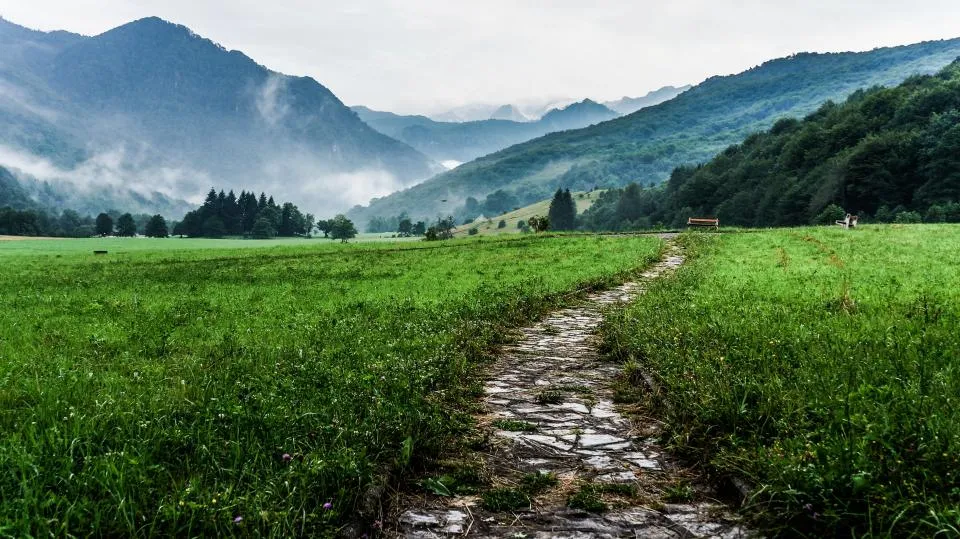 Motiv zidne tapete Magla nad zelenom travom