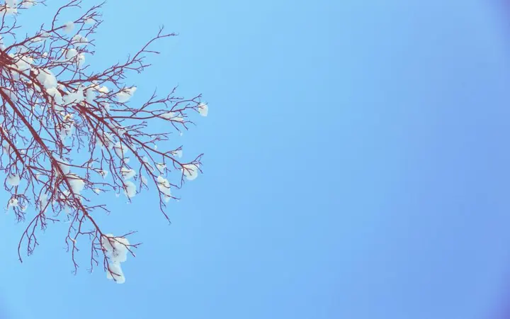 Grane stabala na pozadini plavog neba sa snijegom i suncem u vedrom zimskom danu.