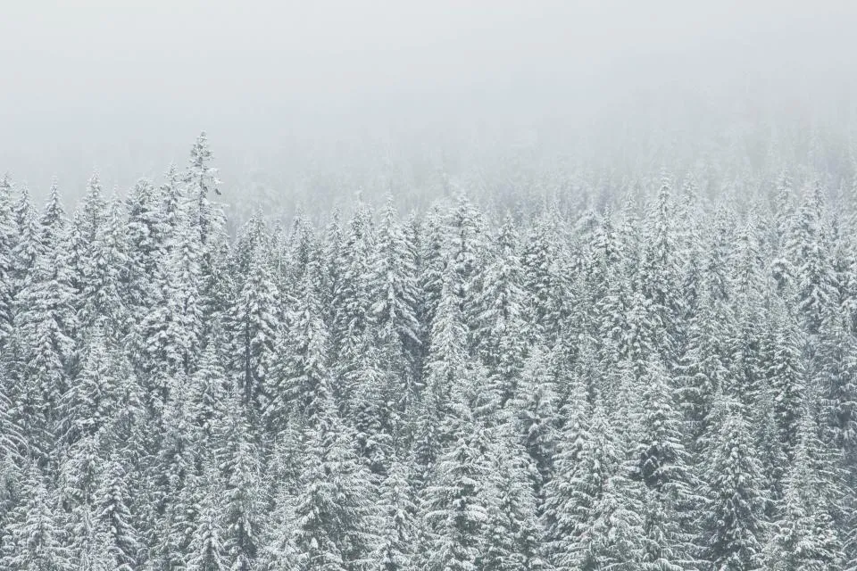 Motiv zidne tapete Zimska šuma u magli i snijegu