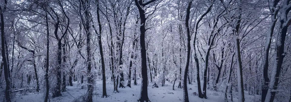 Motiv zidne tapete Panoramska snježna šuma