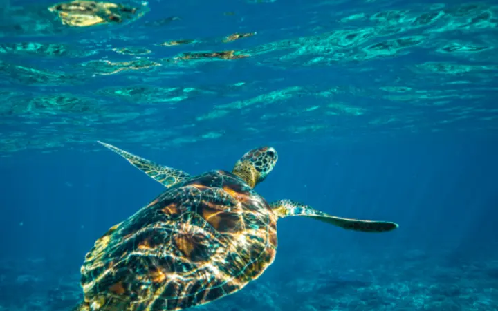 Ronilac pliva među ribama u zeleno-plavom dubokom oceanu.