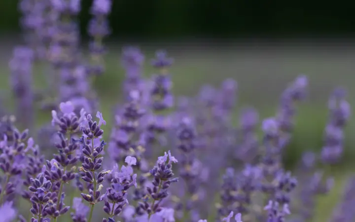 Šareno polje cvijeća s mekim bokeh efektom i svijetlim proljetnim svjetlom.