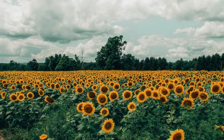 Široko polje suncokreta pod oblačnim nebom s prirodnim zelenilom i farme u daljini.