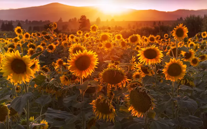 Polje suncokreta u punom cvatu s toplim svjetlom i šarenim cvjetovima u prvom planu.