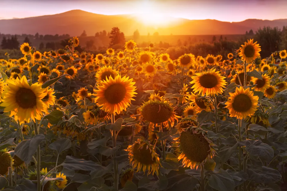 Motiv zidne tapete Cvjetajuće polje suncokreta