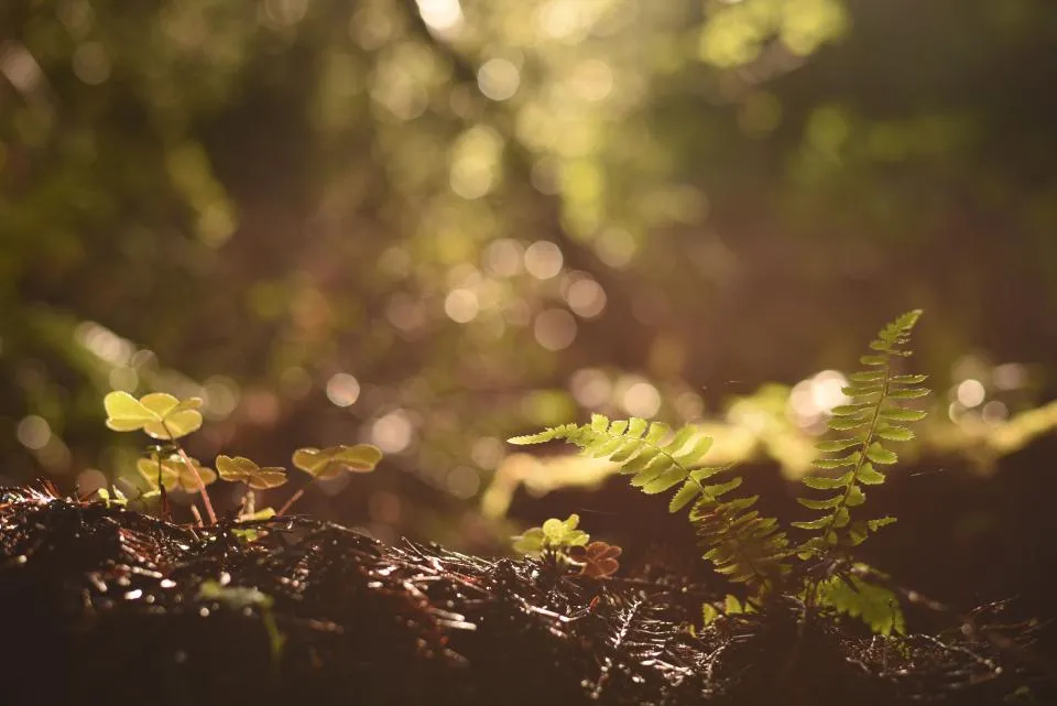 Motiv zidne tapete Zeleni list paprati s bokeh efektom