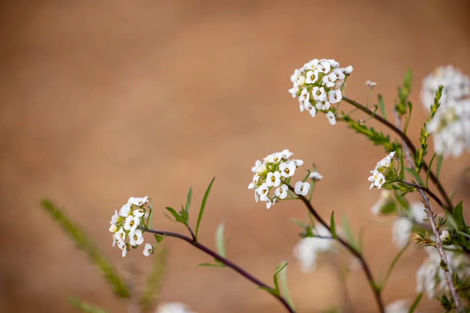 Motiv zidne tapete Bijelo divlje cvijeće s bokeh efektom