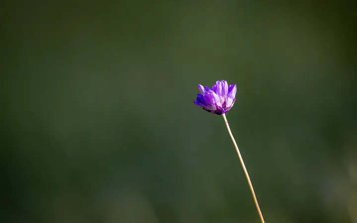 Izolirani ljubičasti cvjetovi u vrtu s bokeh efektom stvaraju miran i nježan ambijent.