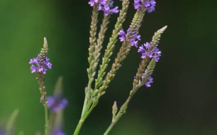 Detaljan prikaz plavih cvjetova s mekim bokeh efektom u prirodnom okruženju.