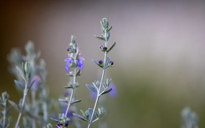 Ljubičasti cvjetovi u vrtu s bokeh efektom i minimalističkim pristupom u prirodnom svjetlu.