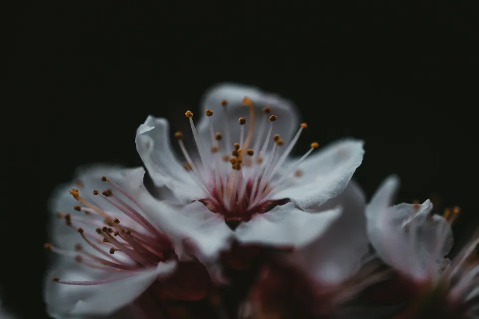Motiv zidne tapete Tamni cvijet u bokeh efektu