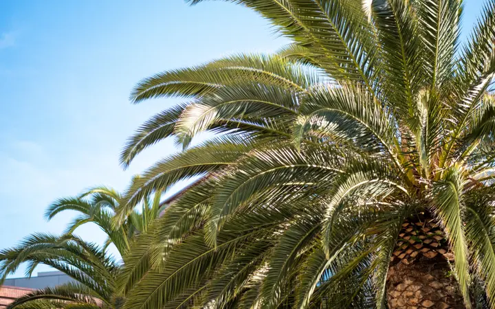 Palma s granama i lišćem na otvorenom prostoru uz plažu u prirodnom dnevnom svjetlu.