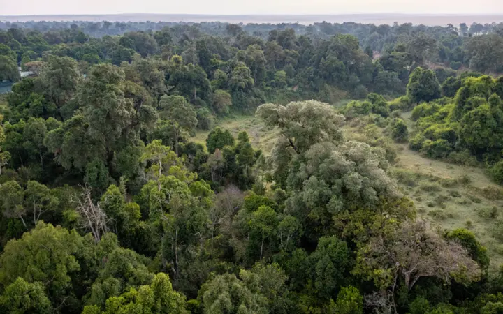 Pogled iz zraka na gustu zelenu afričku šumu snimljenu dronom.