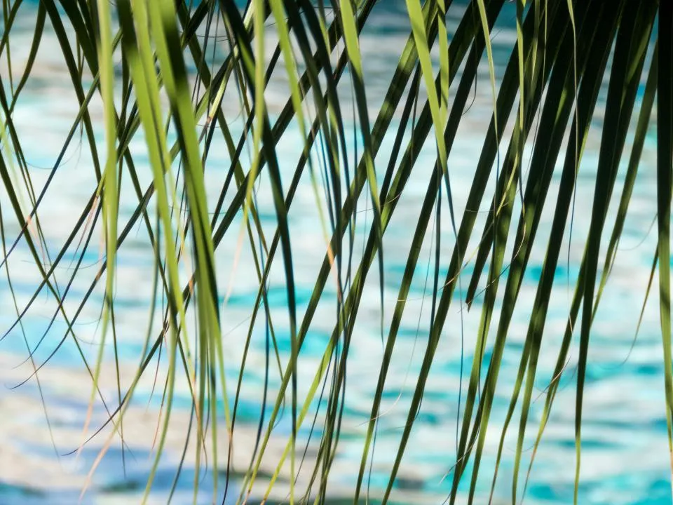 Motiv zidne tapete Lišće nad oceanom