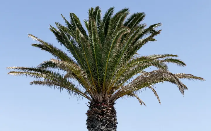 Izolirane palme s lišćem pod plavim nebom u prirodnom okruženju na otvorenom.