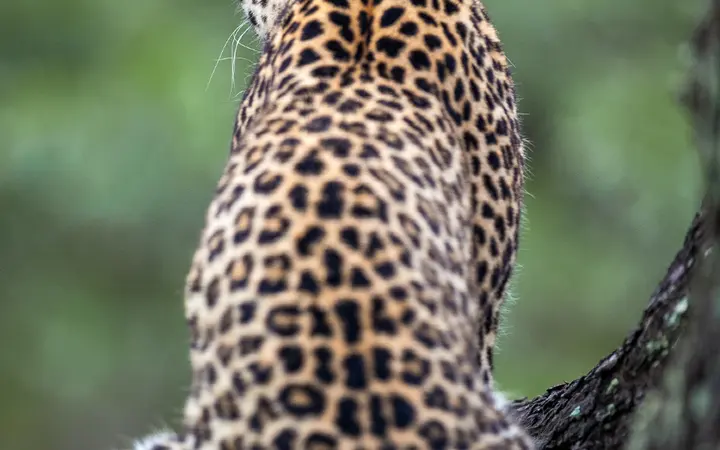Detaljan prikaz leoparda u prirodnom okruženju s vidljivim krznom i ušima pod prirodnim svjetlom.