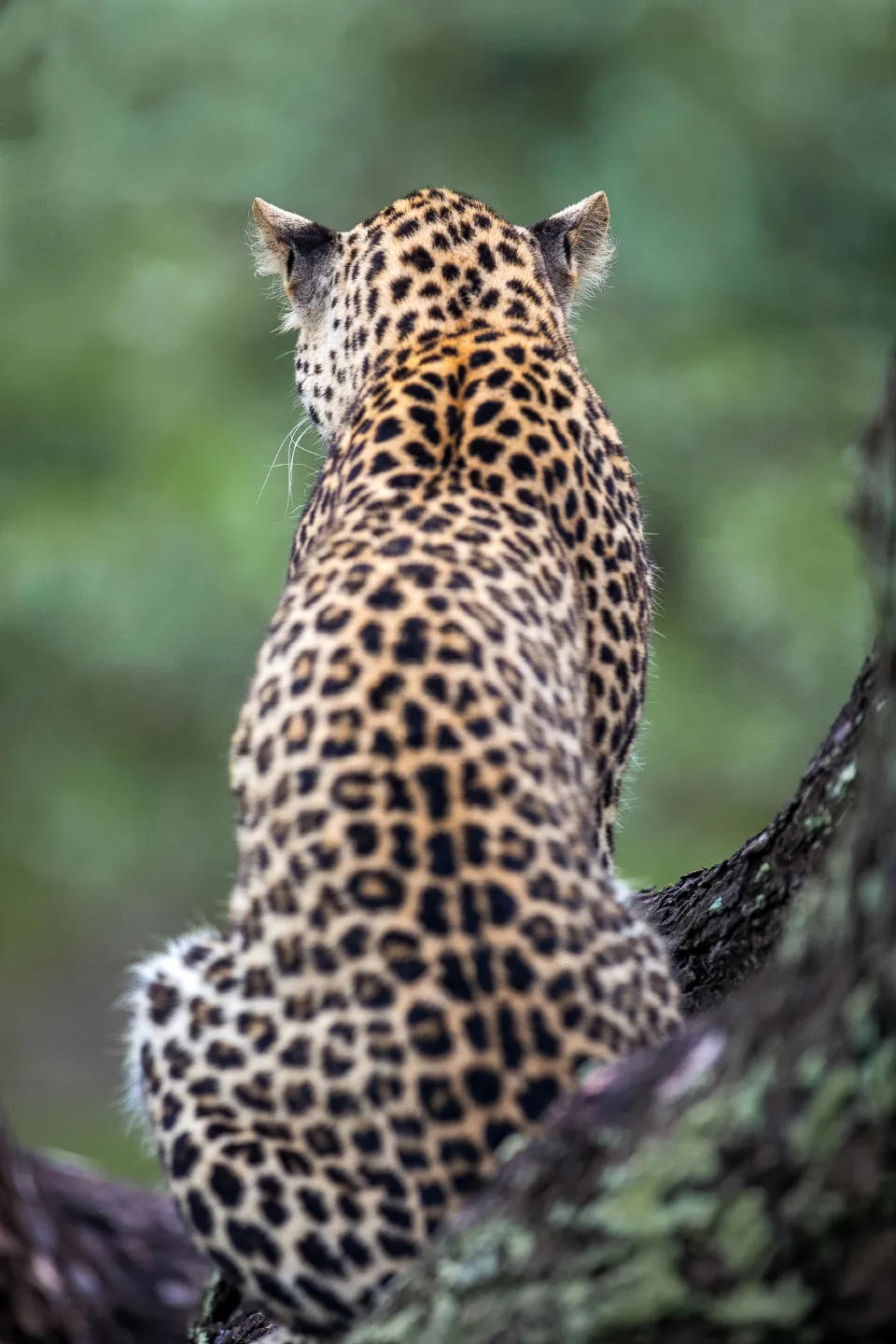 Motiv zidne tapete Leopard u afričkoj prirodi
