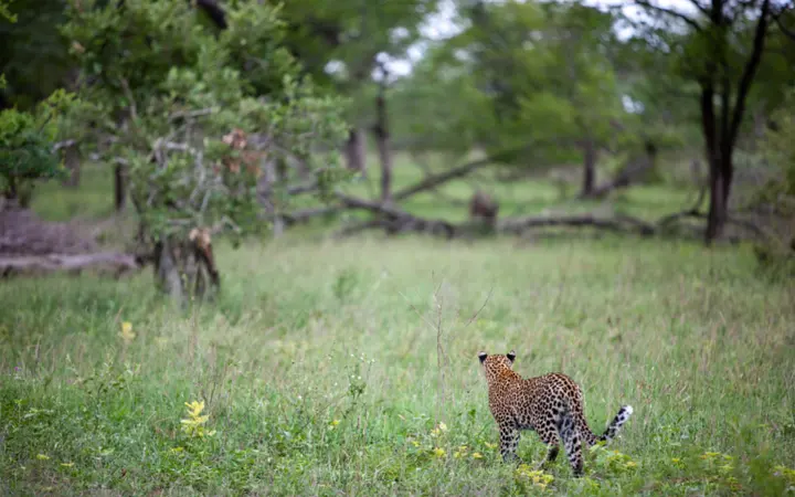Leopard smješten u polju s prirodnim bojama, s jasno vidljivim ušima i detaljima krzna.