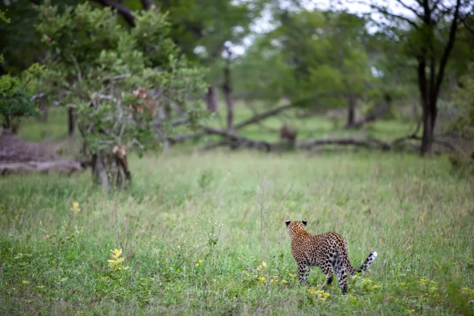 Motiv zidne tapete Leopard u polju Afrike