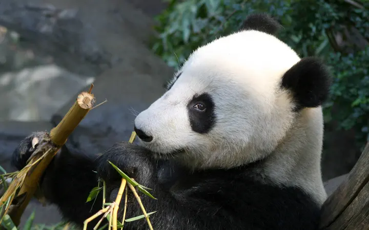 Panda medvjed u prirodnom okruženju bambusove šume s mekim svjetlom i zelenim tonovima.