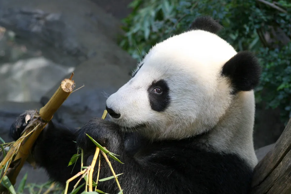 Motiv zidne tapete Panda među bambusom