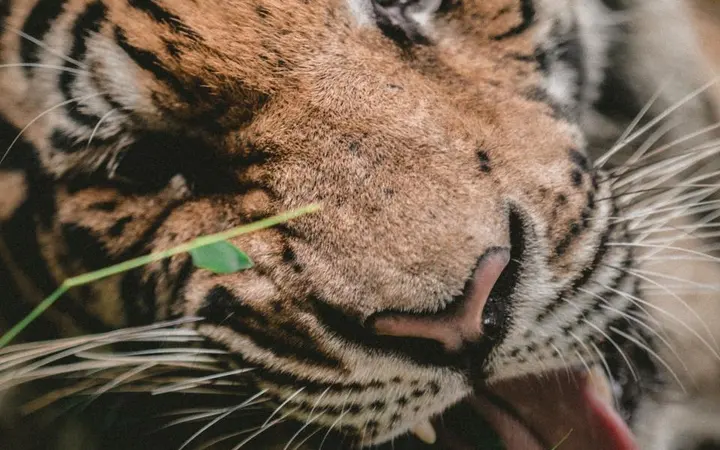 Tigar smješten u zelenom bambusovom okruženju s jasno vidljivim lišćem i prirodnim bojama.