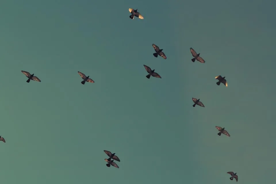 Motiv zidne tapete Ptice u migracijskom letu