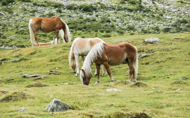 Konji stoje na livadi s gustim travama pod prirodnim svjetlom koje ističe njihovu grivu i dlaku.