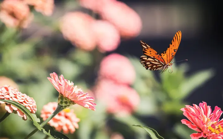 Detaljan prikaz šarenog leptira na cvijetu u prirodnom svjetlu s naglaskom na boje.