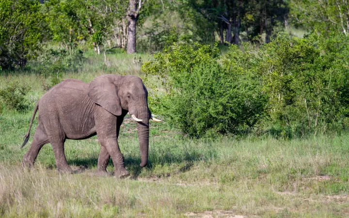 Veliki afrički slon s istaknutim ušima stoji u sunčanoj afričkoj savani.