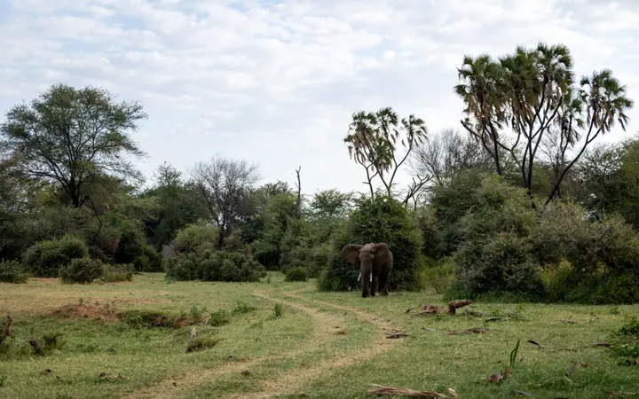 Veliki slon s prepoznatljivim ušima stoji u afričkoj prirodi pod jakim dnevnim svjetlom.