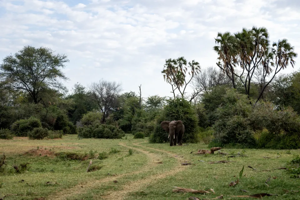 Motiv zidne tapete Slon u afričkoj savani
