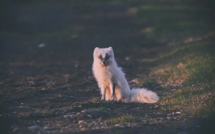 Vuk stoji na zelenoj livadi s travom i prirodnim vanjskim osvjetljenjem.