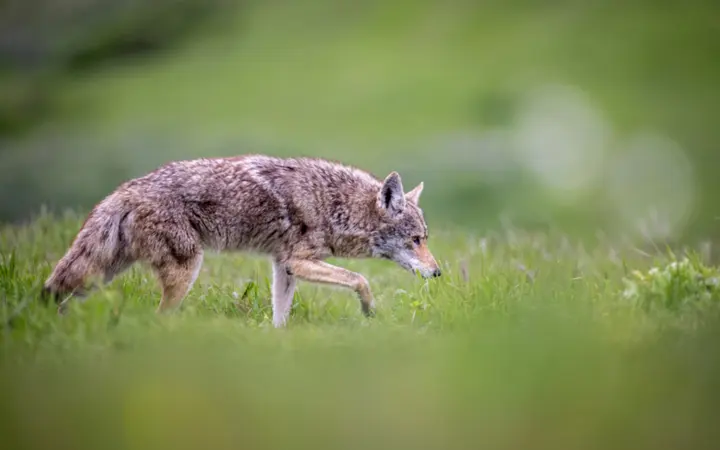 Divlji kojot prikazan je u prirodnom okruženju s prirodnim dnevnim svjetlom.