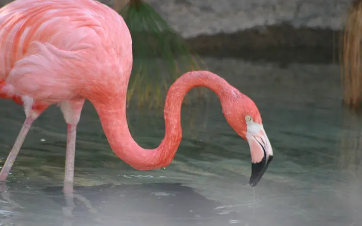 Flamingo je prikazan u prirodnom okruženju s naglaskom na oko i kljun.