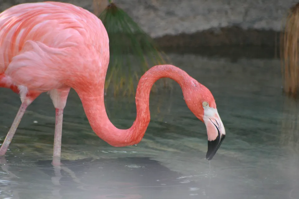 Motiv zidne tapete Flamingo u blizini jezera