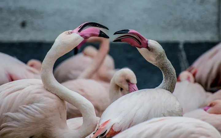 Flamingo stoji u prirodnom okruženju s ružičastim perjem i prirodnim svjetlom.