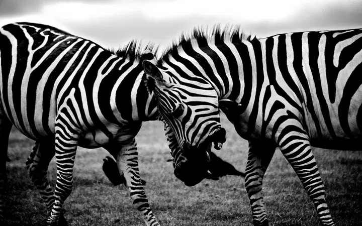 Dvije zebre s jasno vidljivim crno-bijelim prugama na zelenoj livadi.