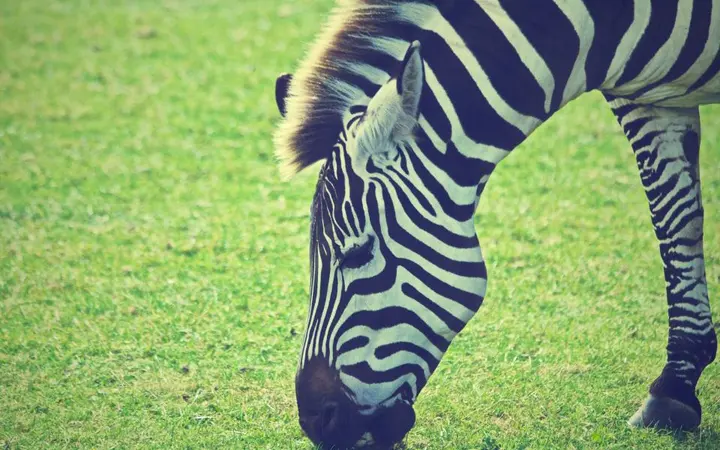 Zebra s vidljivom grivom kako mirno pase na zelenom travnjaku.