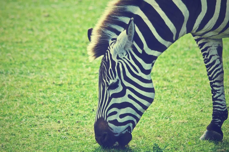 Motiv zidne tapete Zebra koja jede travu