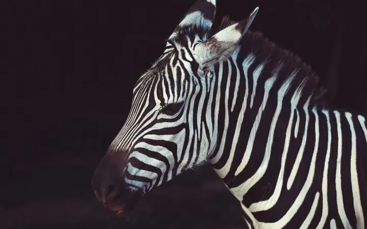 Približan prikaz crno-bijelih pruga zebre na tijelu.