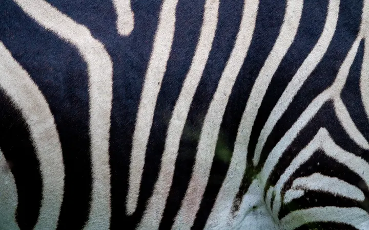 Zebra u bliskom kadru s naglašenim crnim i bijelim linijama na tijelu.