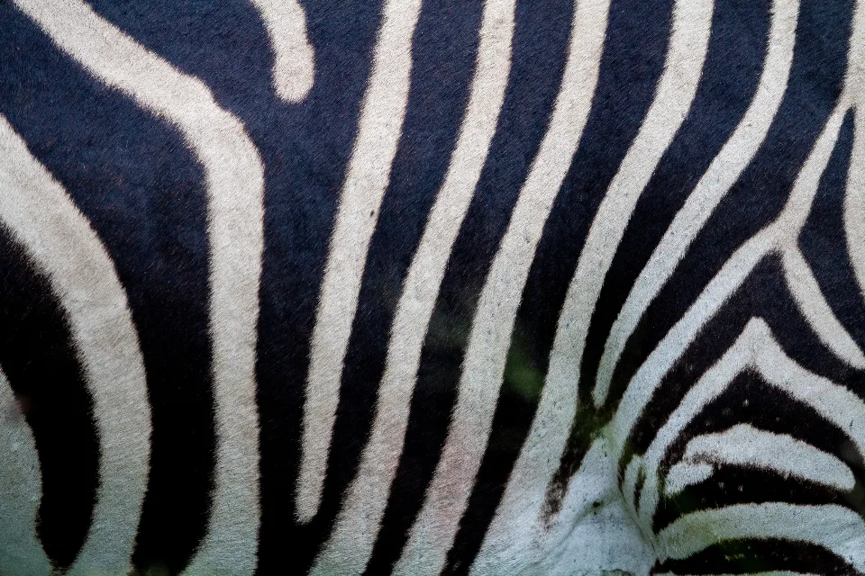 Motiv zidne tapete Apstraktni prikaz zebre
