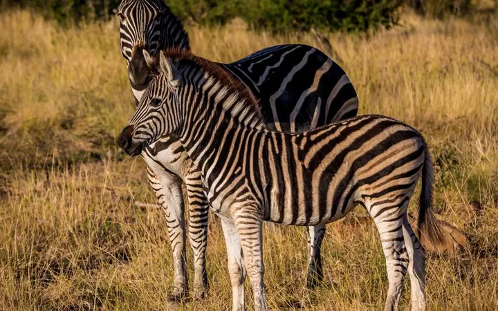 Zebra stoji u zelenom travnjaku pod prirodnim svjetlom na otvorenom.