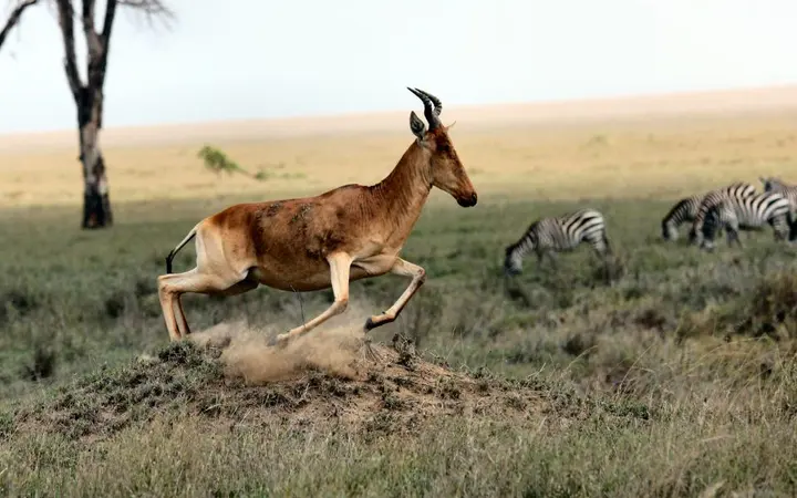 Zebra okružena zelenilom i lišćem u prirodnom staništu.