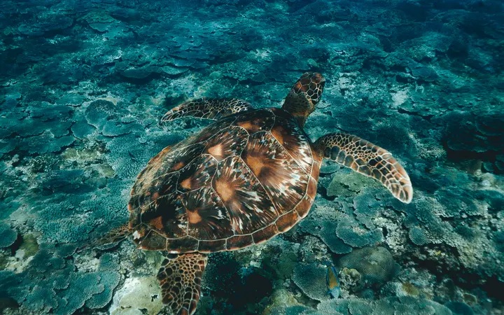 Podvodni prizor s morskom kornjačom u plavom oceanu tijekom ronjenja.